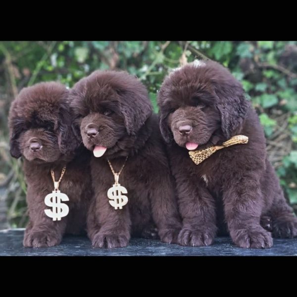 Chiot LOF de l'Élevage des caprices dorée avant adoption